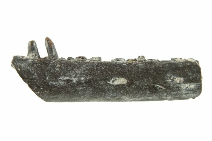 Permian Reptile Jaw Section - Oklahoma #261360